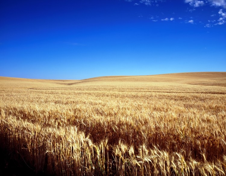 Colorado Wheat Fields.