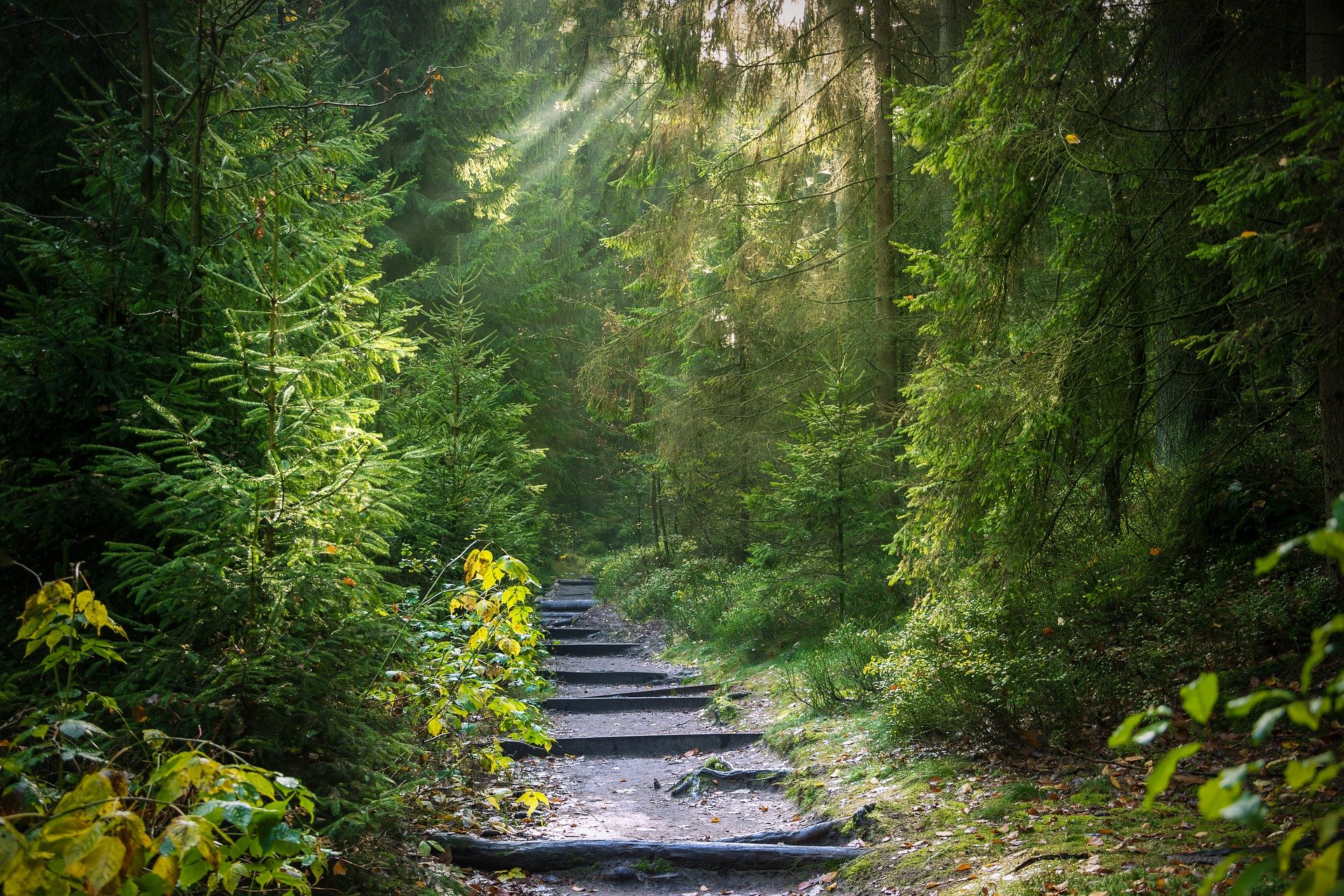 forest-path